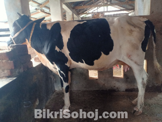 হলিষ্টিয়ান ফ্রিজিয়ান গাভী বিক্রয় হবে